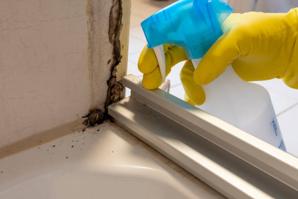 Best Same-Day Mold Removal  in San Marcos, CA