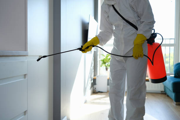 Best Certified Mold Removal  in San Marcos, CA