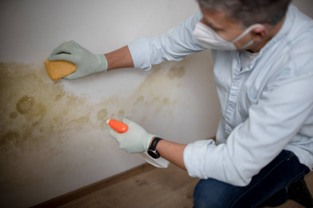 Best Attic Mold Removal  in San Marcos, CA