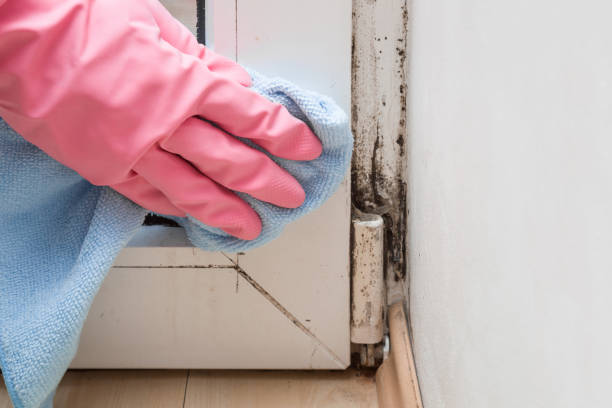 Best Mold Remediation  in San Marcos, CA