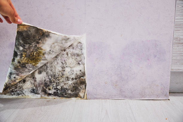 Best Mold Removal Process  in San Marcos, CA
